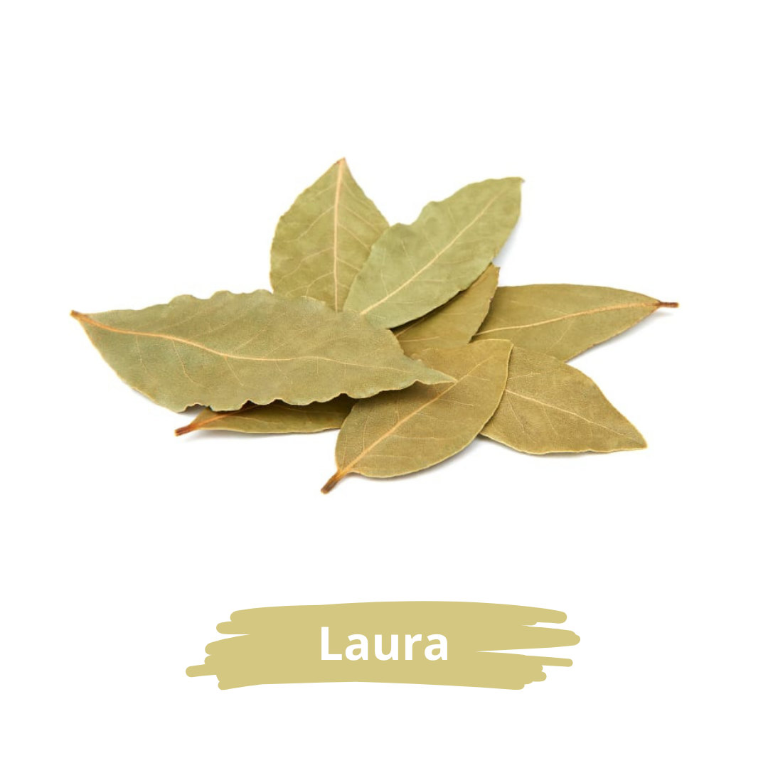 Bay Laurel