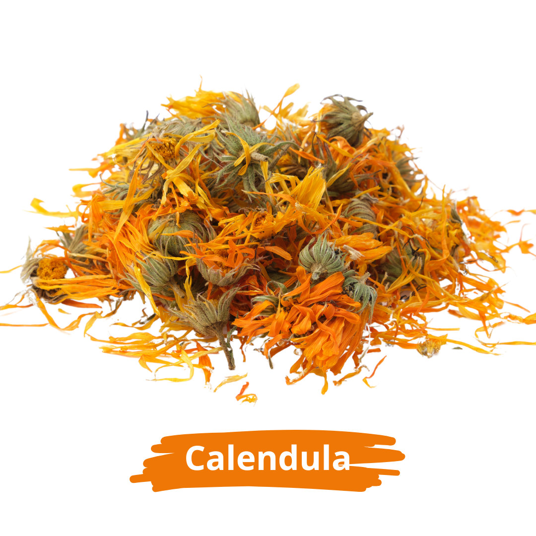 Calendula Flower
