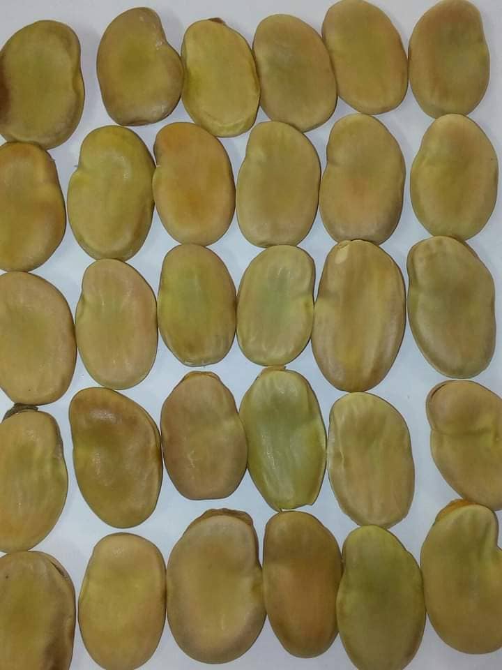 Fava Beans