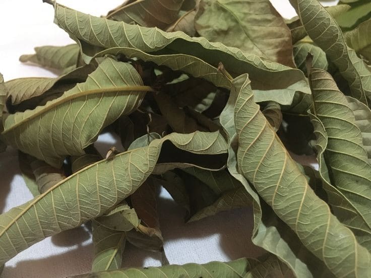 Guava Leaves