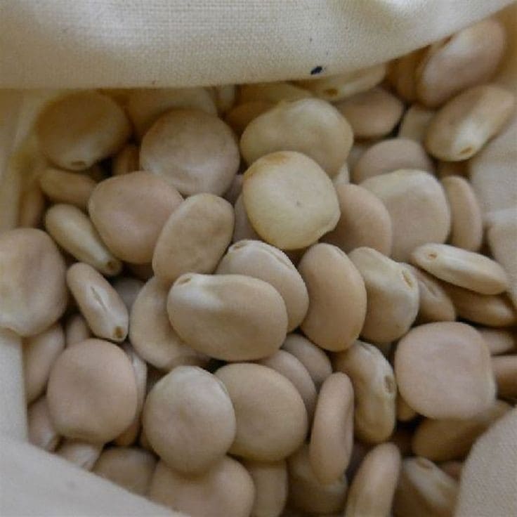 Lupin Beans