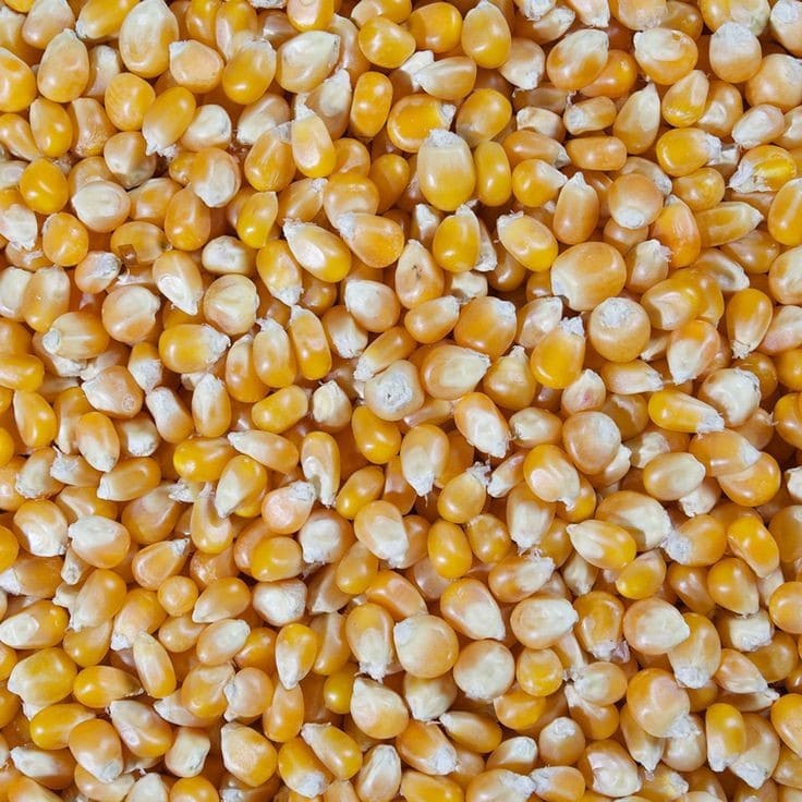 Popcorn Kernels