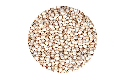 Sorghum Seeds